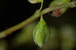 Fringed black bindweed